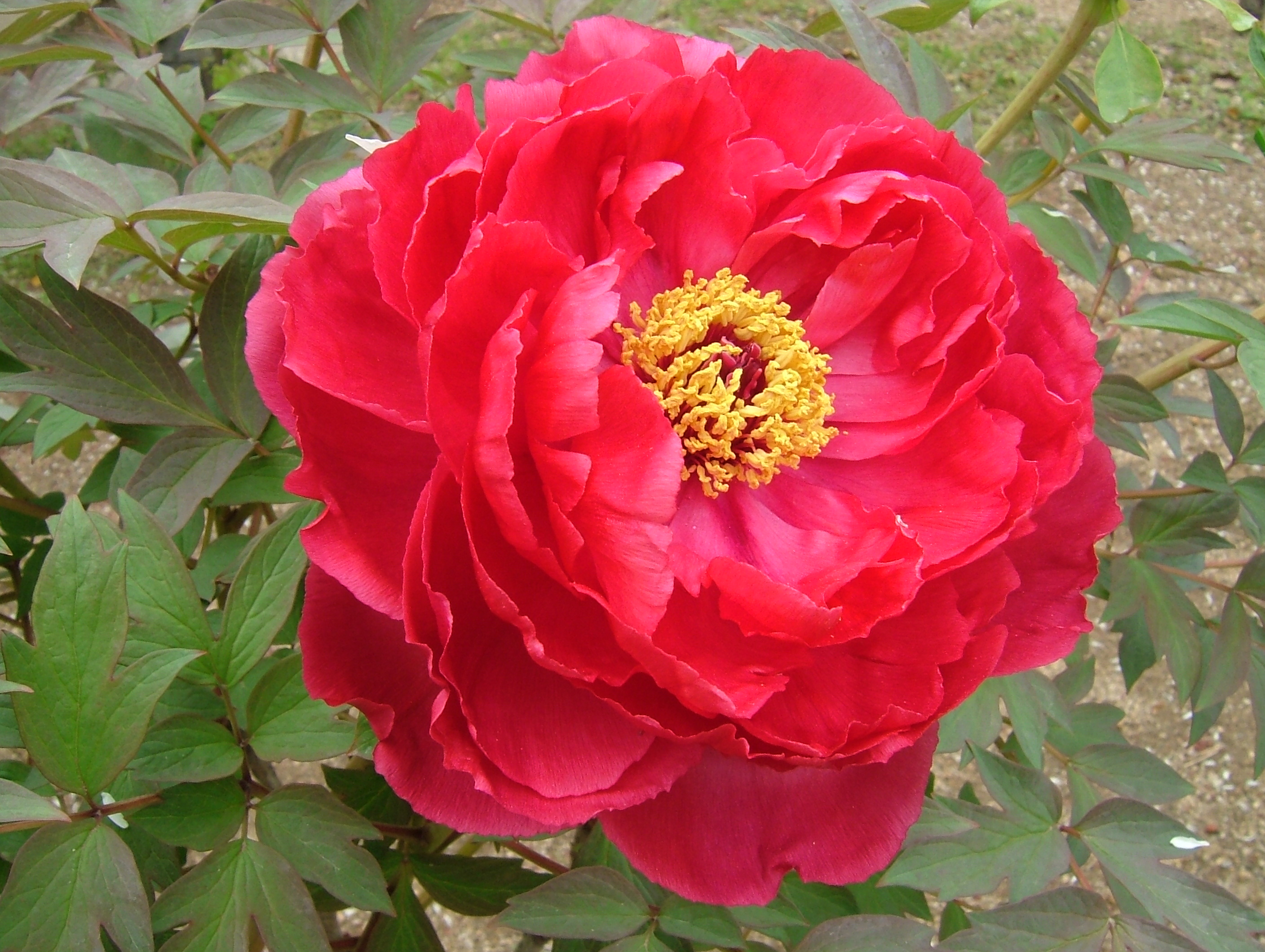 Paeonia_cv_Shima-nishiki_red.JPG