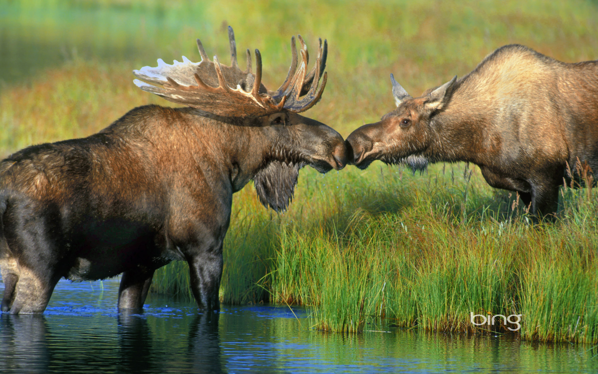 Pair-of-moose-near-Wonder-Lake-in-Denali-National-Park-Alaska.jpg