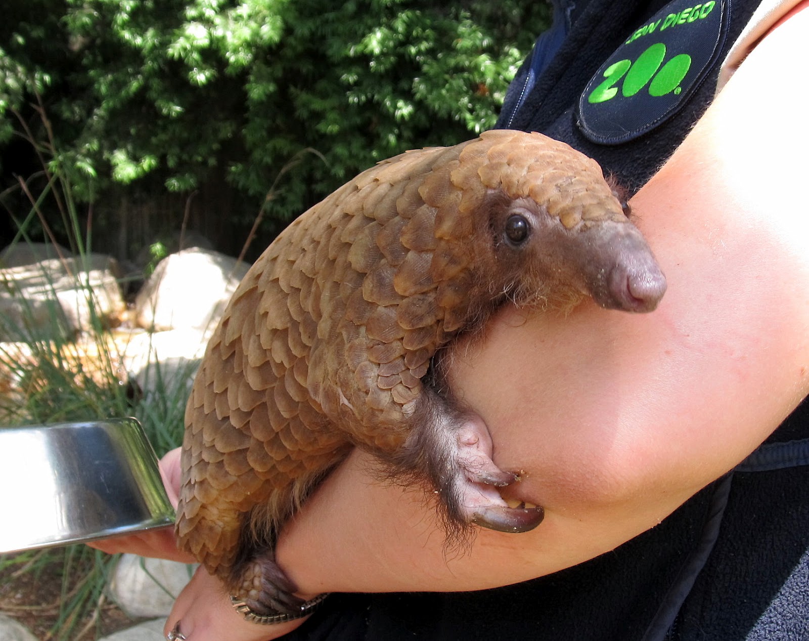 pangolin - endangered species - san diego zoo -.JPG