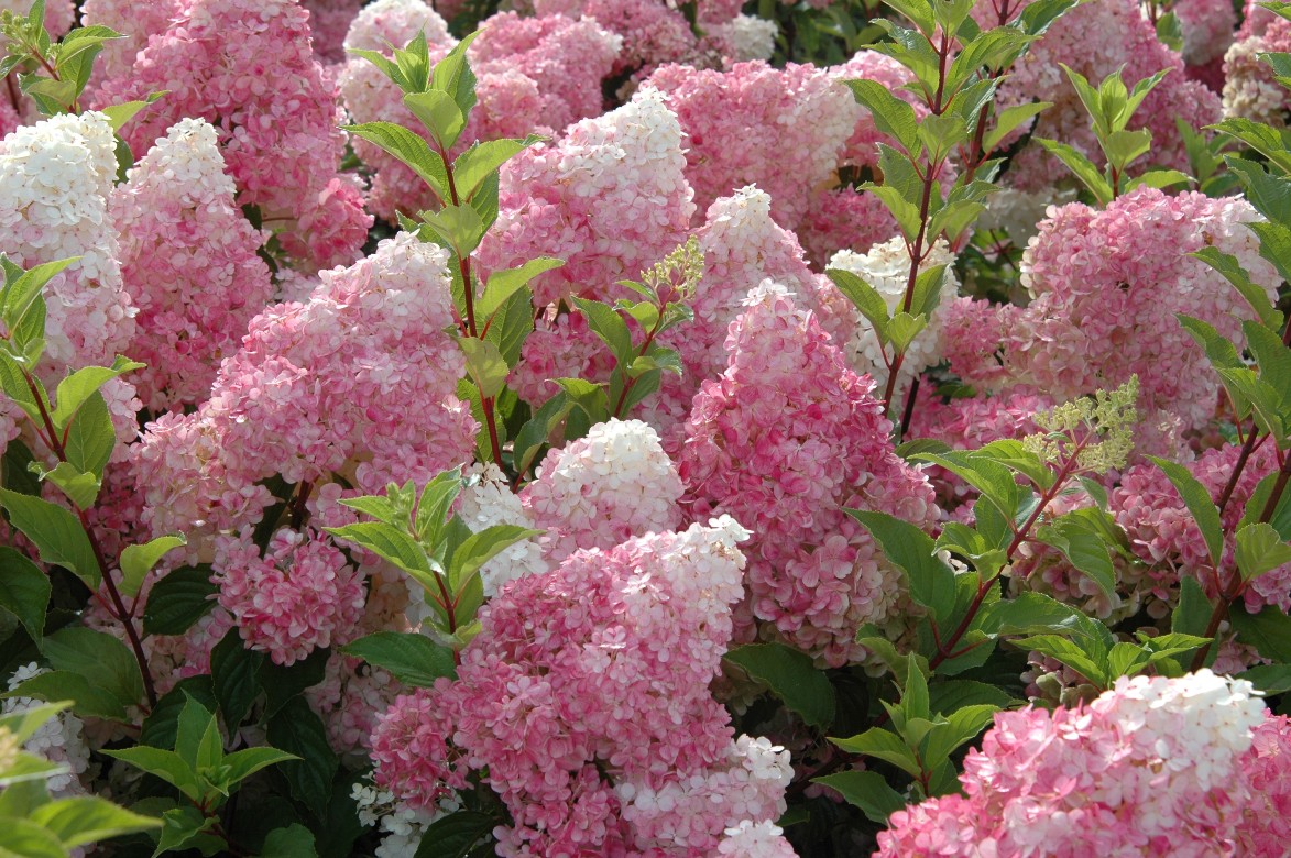 paniculata-Vanille-Fraise.jpg