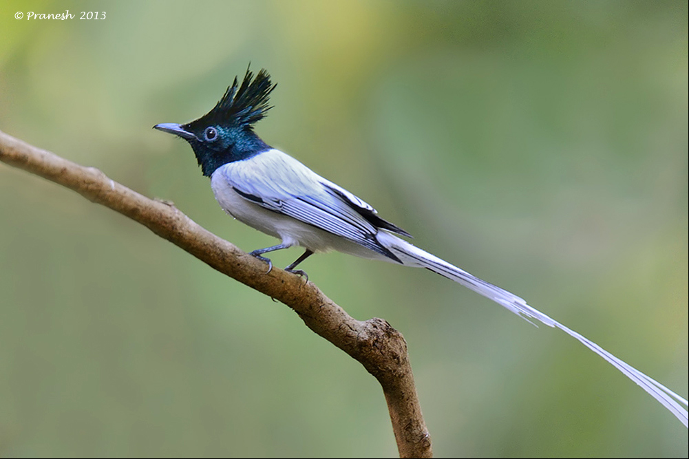 Paradise Flycatcher 02.jpg