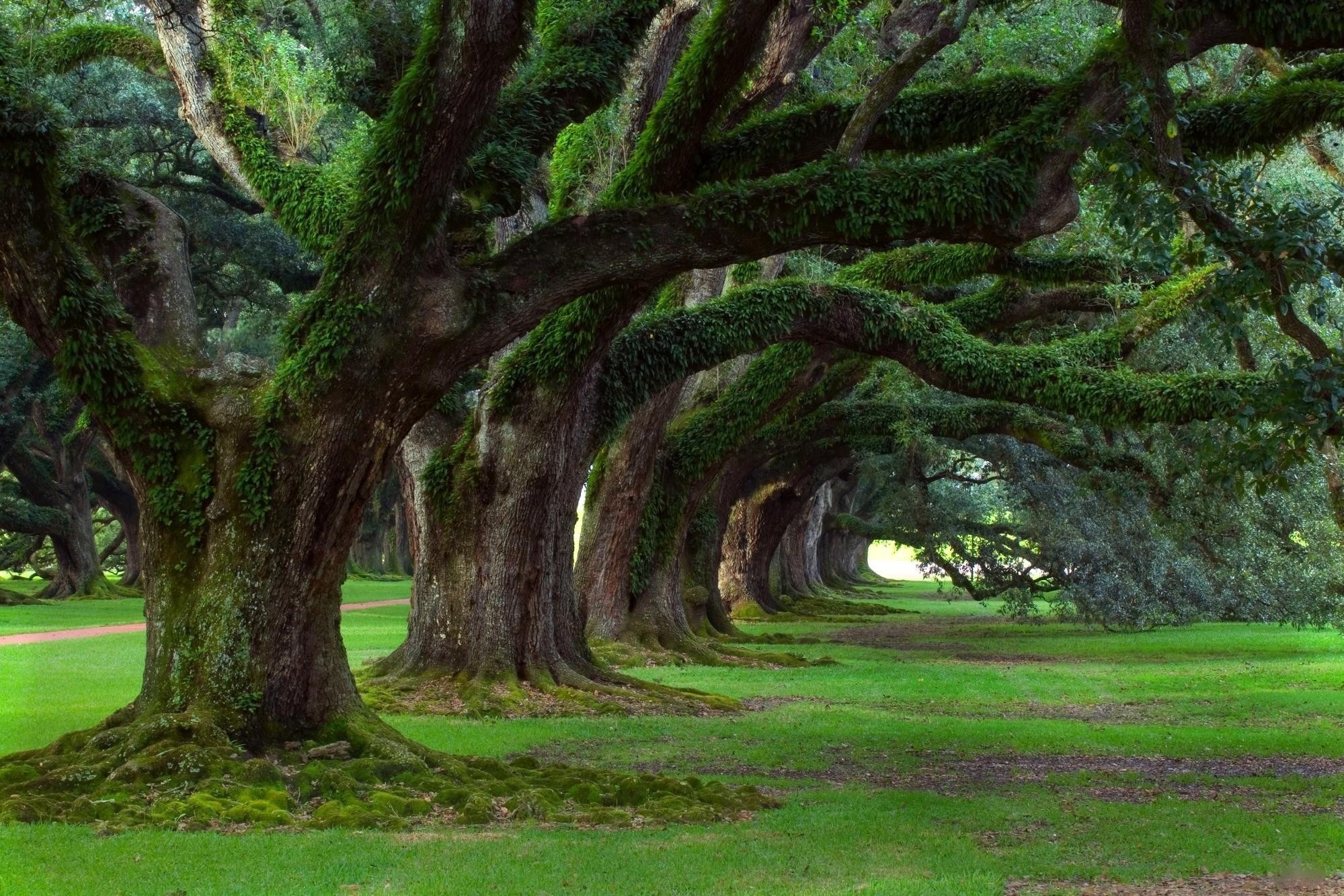 park-tree-alley-grass-moss-oak-alley-plantation-vacherie-louisiana-usa-nature.jpg