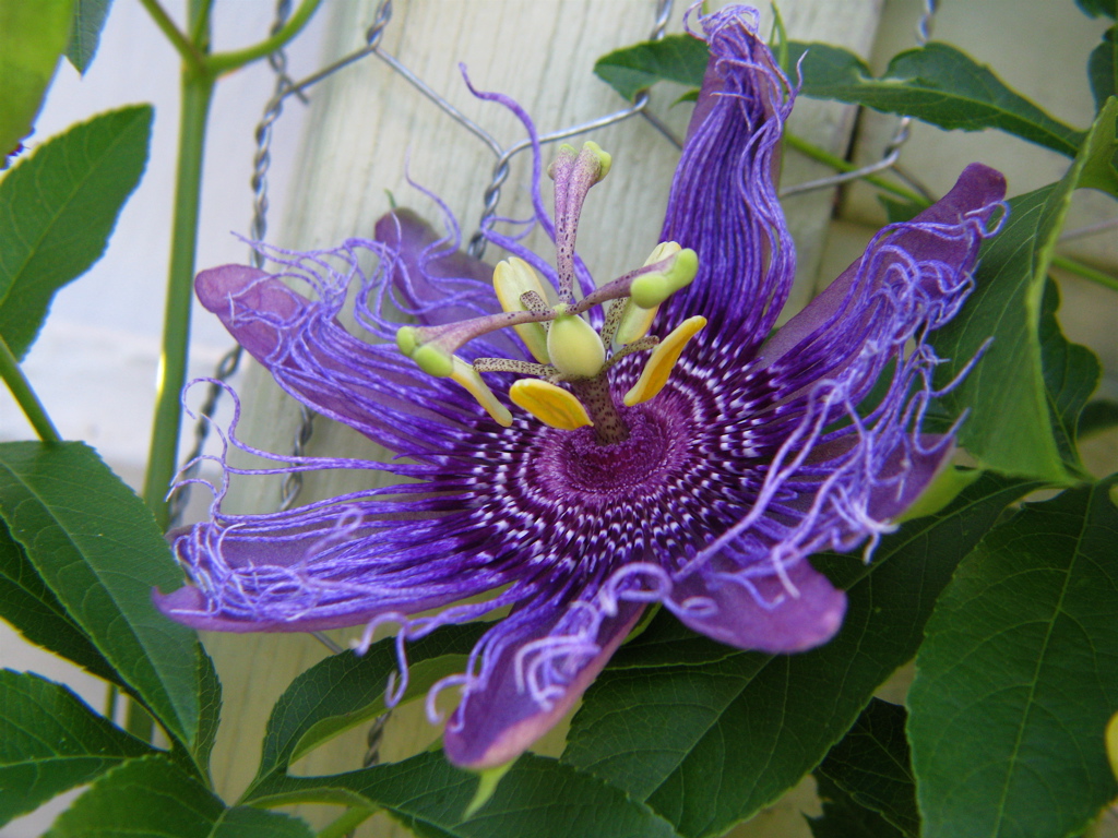 Passiflora-incarnata-2.jpg