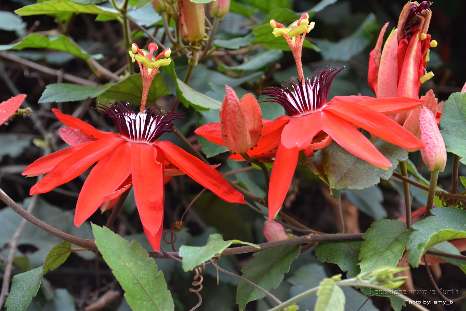 Passiflora-vitifolia-Macrophora-sanguinea-Passiflora-punicea.jpg