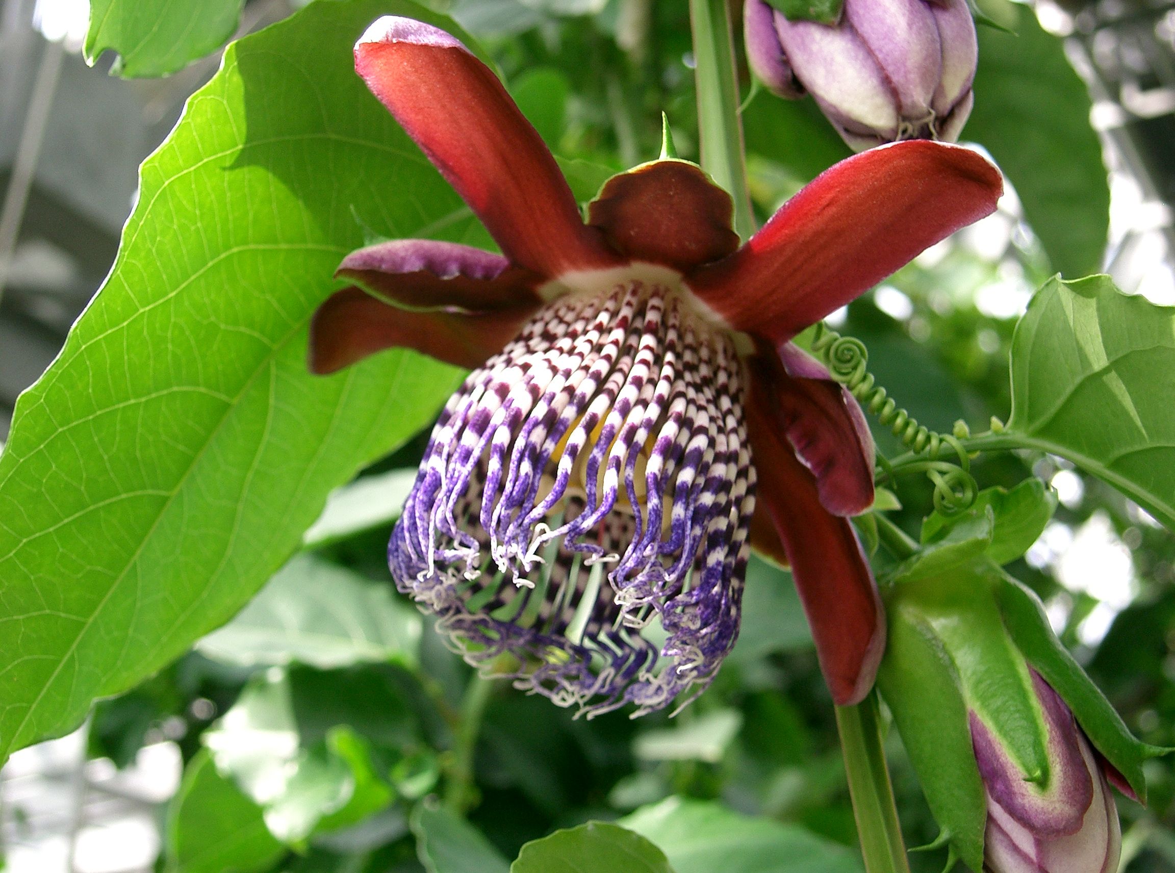 Passiflora_alata1.jpg