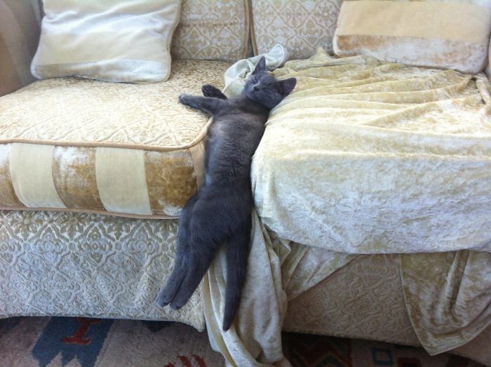 people-are-sharing-pics-of-their-cats-acting-weird-add-yours-22.jpg