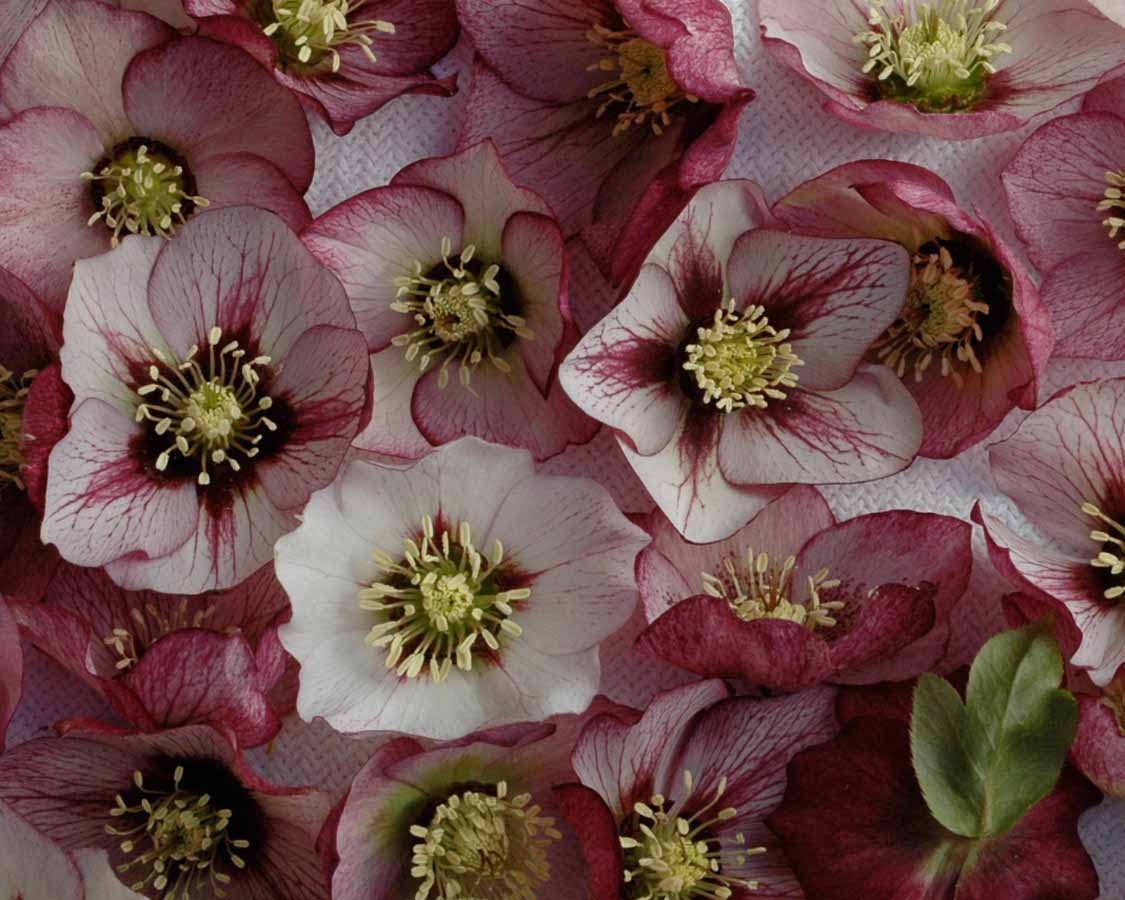 perennial_m_Helleborus x hybridus Mardi Gras Bicolor.jpg