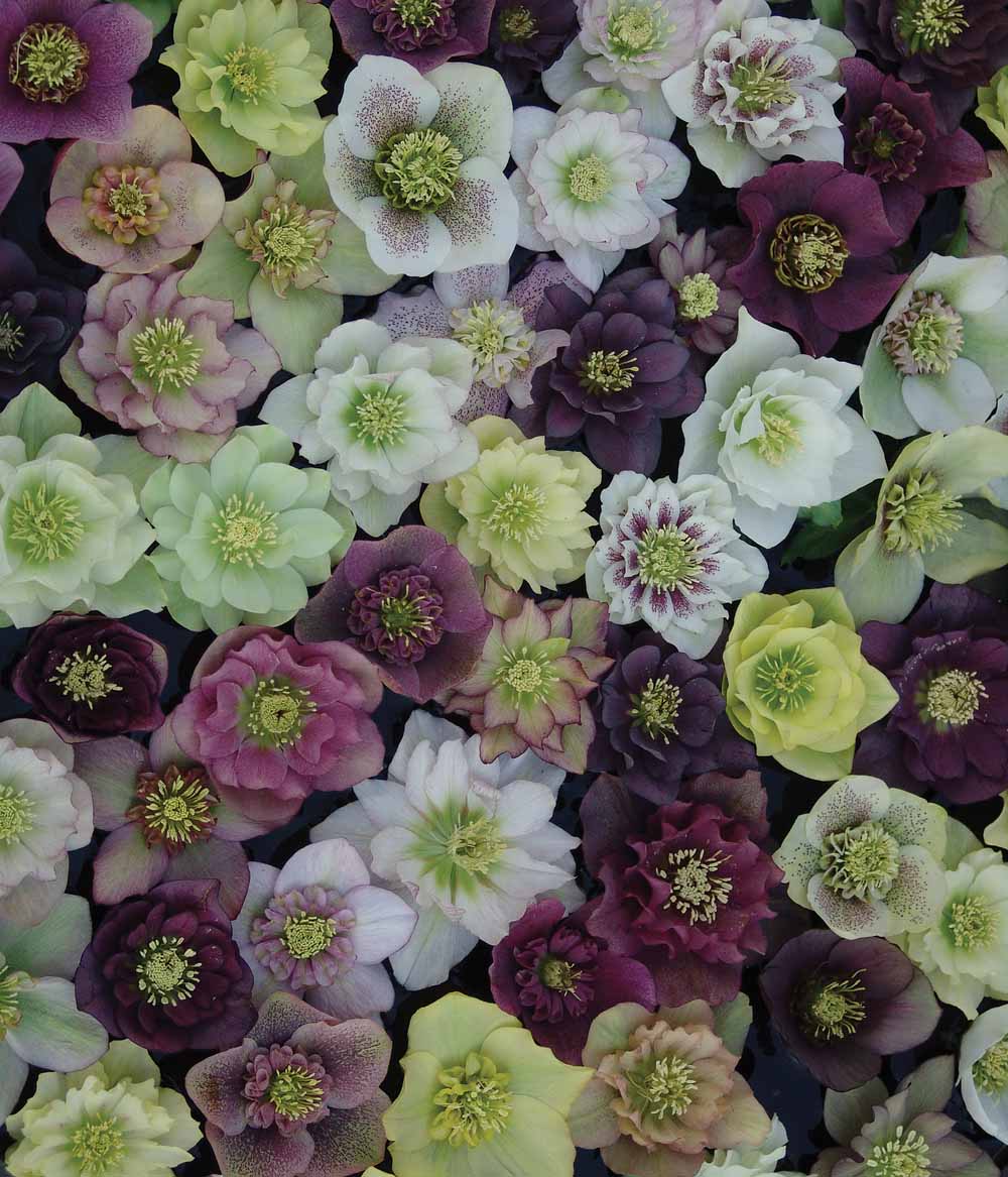 perennial_m_helleborus x hybridus southern belles strain.jpg