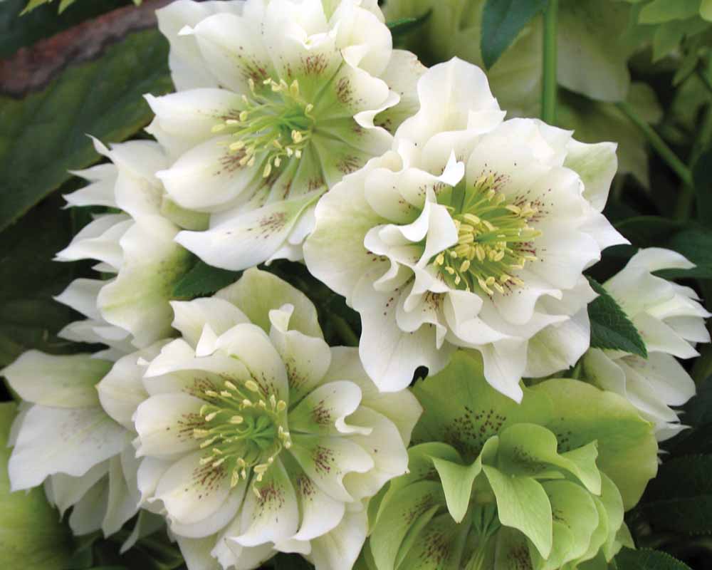 perennial_m_helleborus x hybridus swirling skirts9.jpg