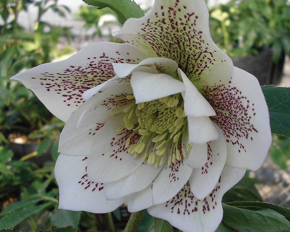 perennial_m_helleborus x hybridus wd elegance white9.jpg