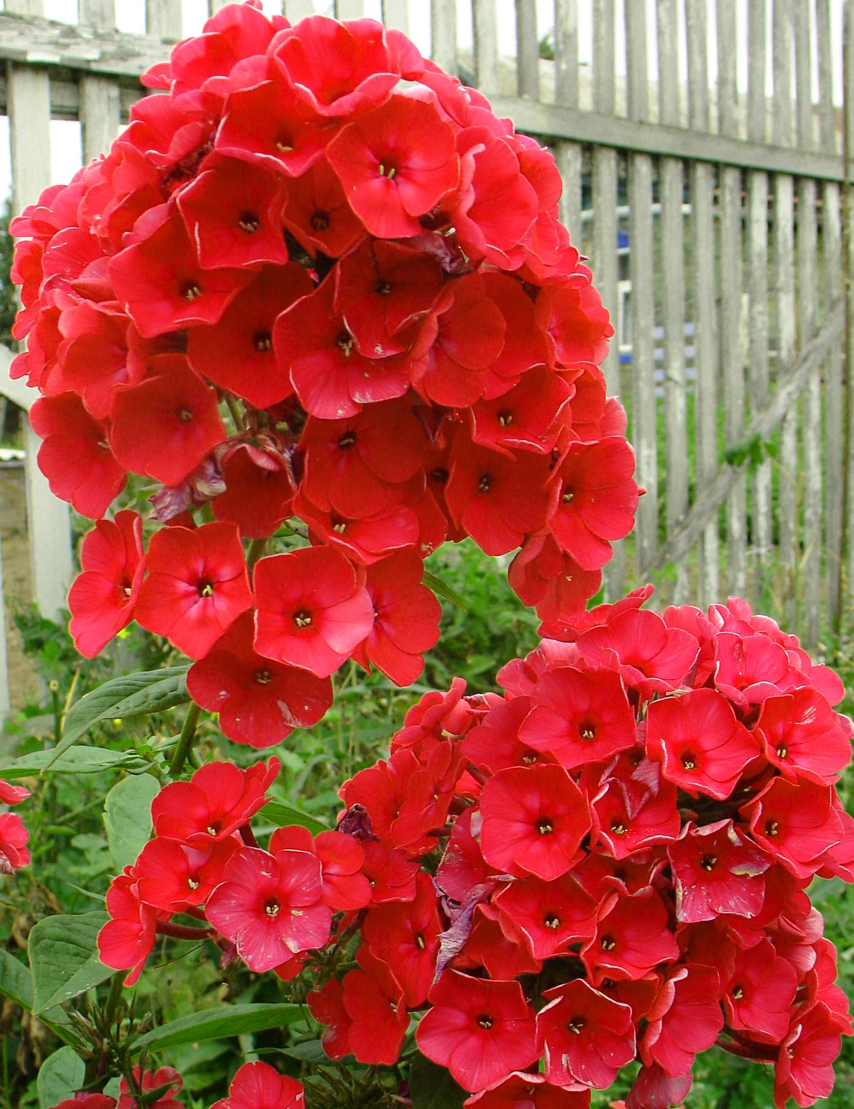 phlox_red_riding_hood-bb.jpg