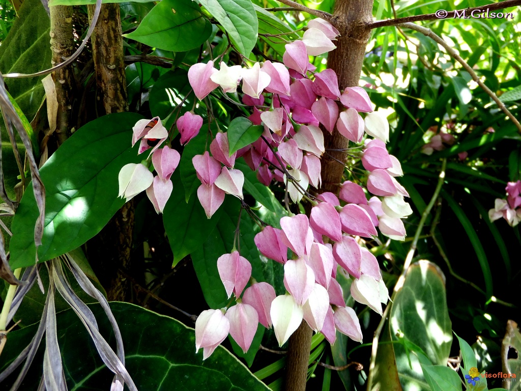 photo-n-1-2-clerodendrum-thomsoniae-visoflora-82578.jpg