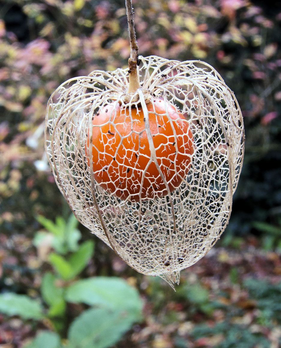 Physalis-alkekengi.jpg