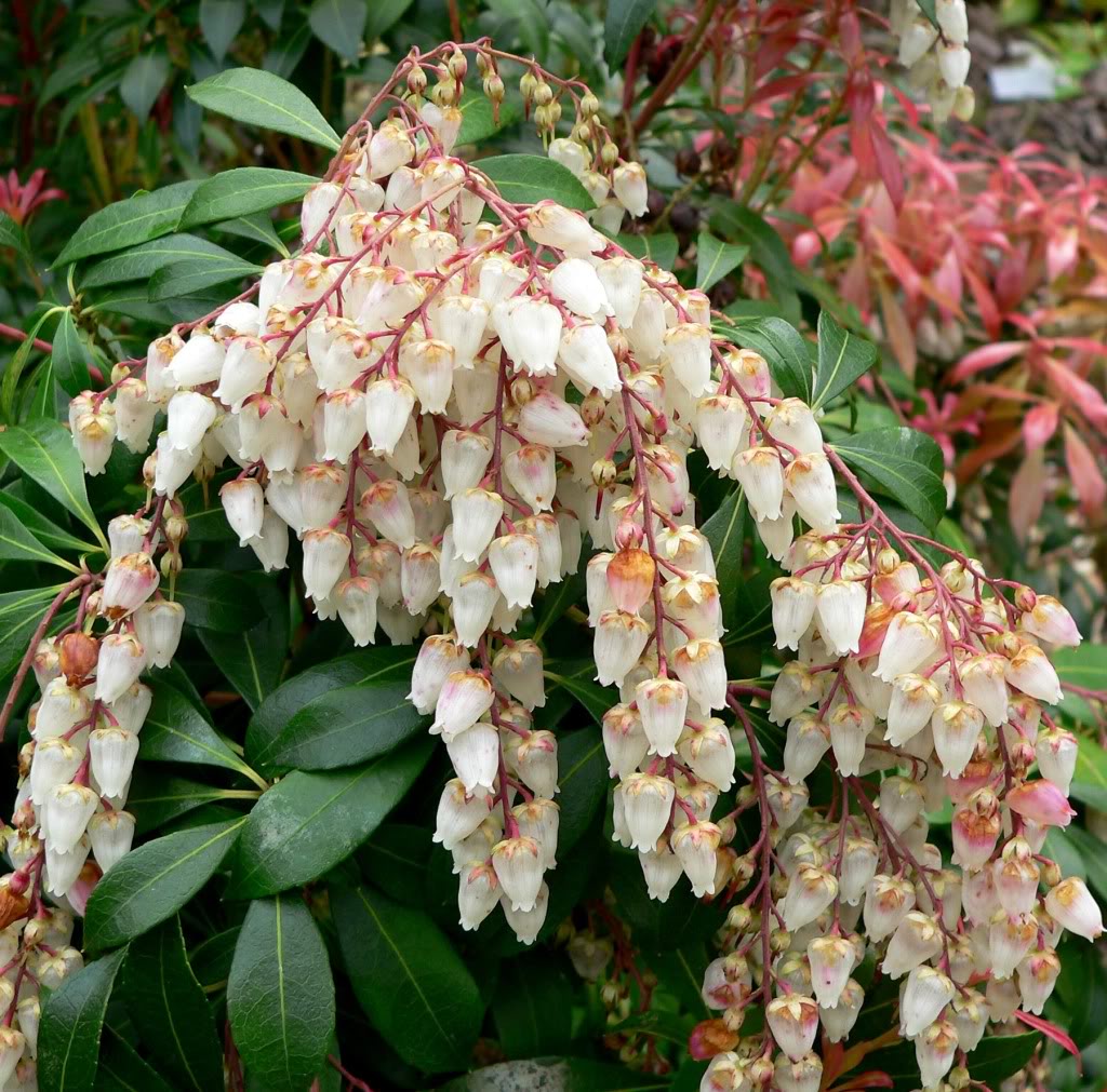 Pieris_japonica_10.jpg