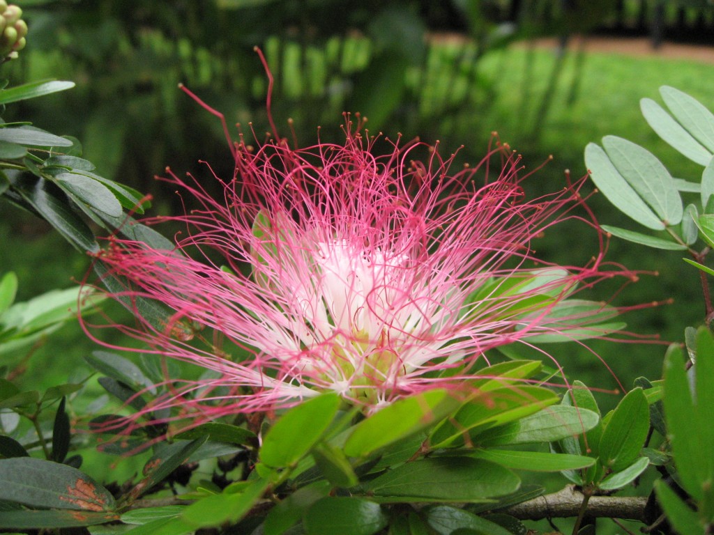 Pink-Powderpuff-Calliandra-1-1024x768.jpg