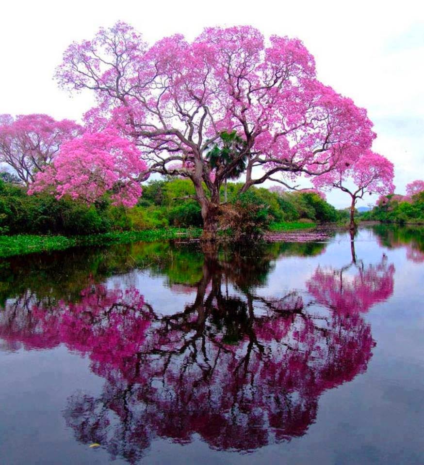 Pink trumpet tree.jpg