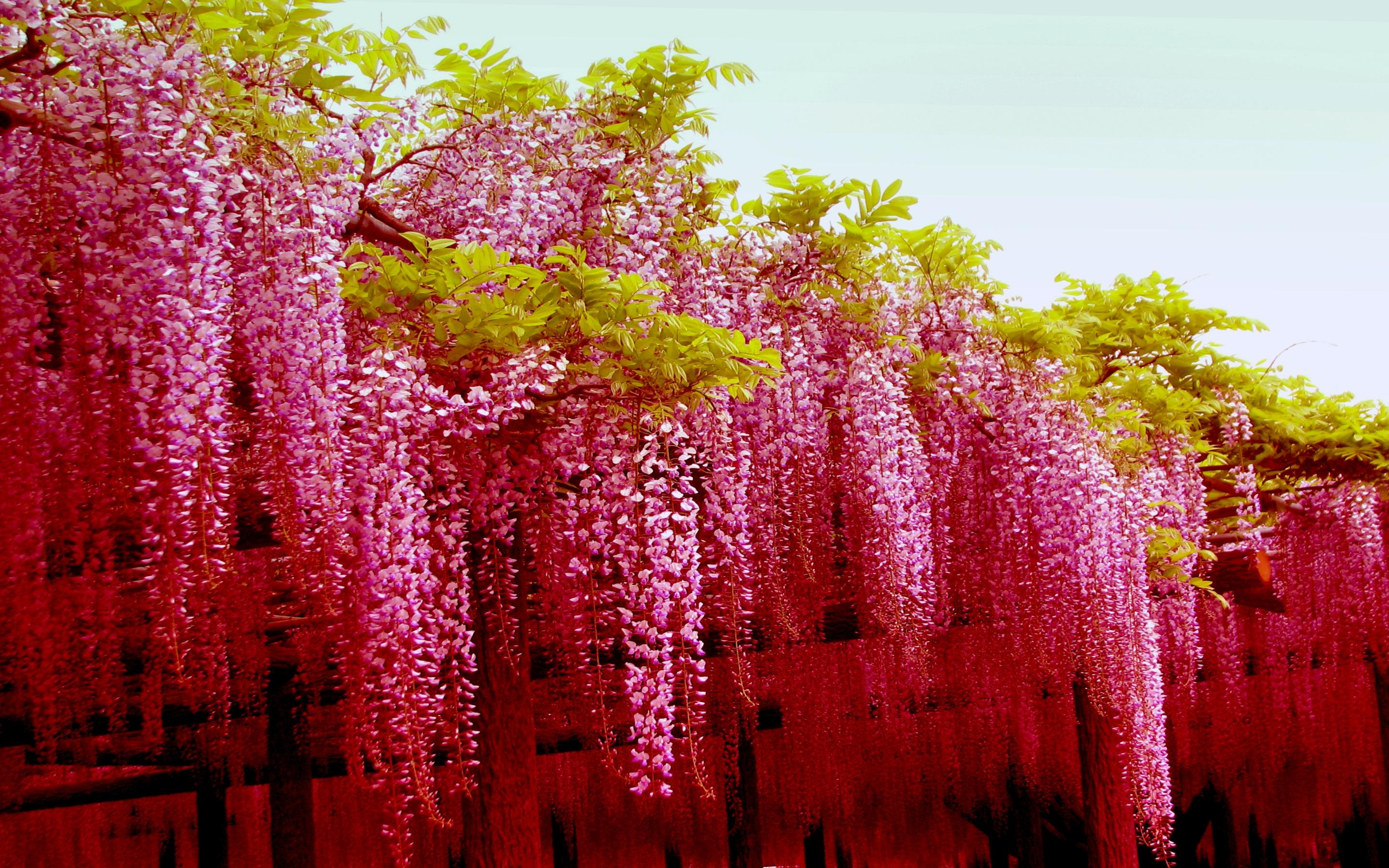 pink_wisteria_japan_blossoms_flowers_nature_hd-wallpaper-1575342.jpg