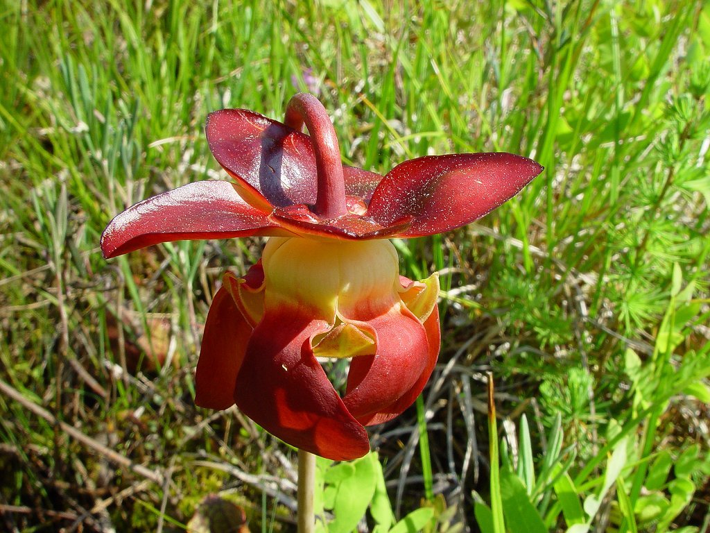 pitcher_plant2.jpg