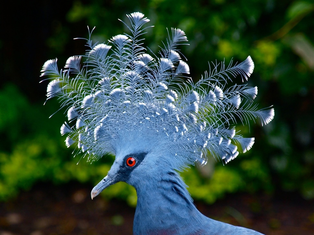 png-experience-victoria-crowned-pigeon@2x.jpg