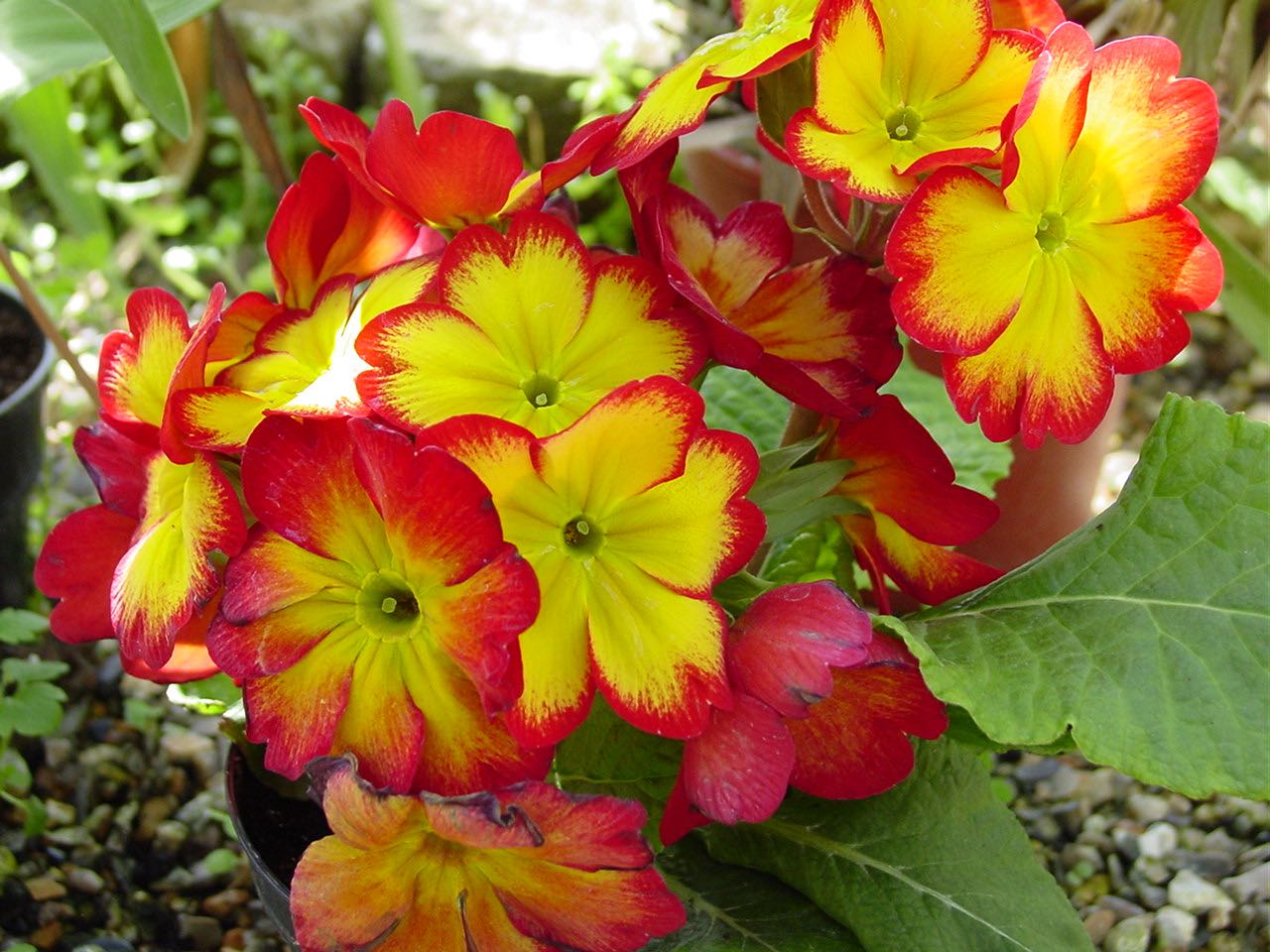 polyanthus.jpg