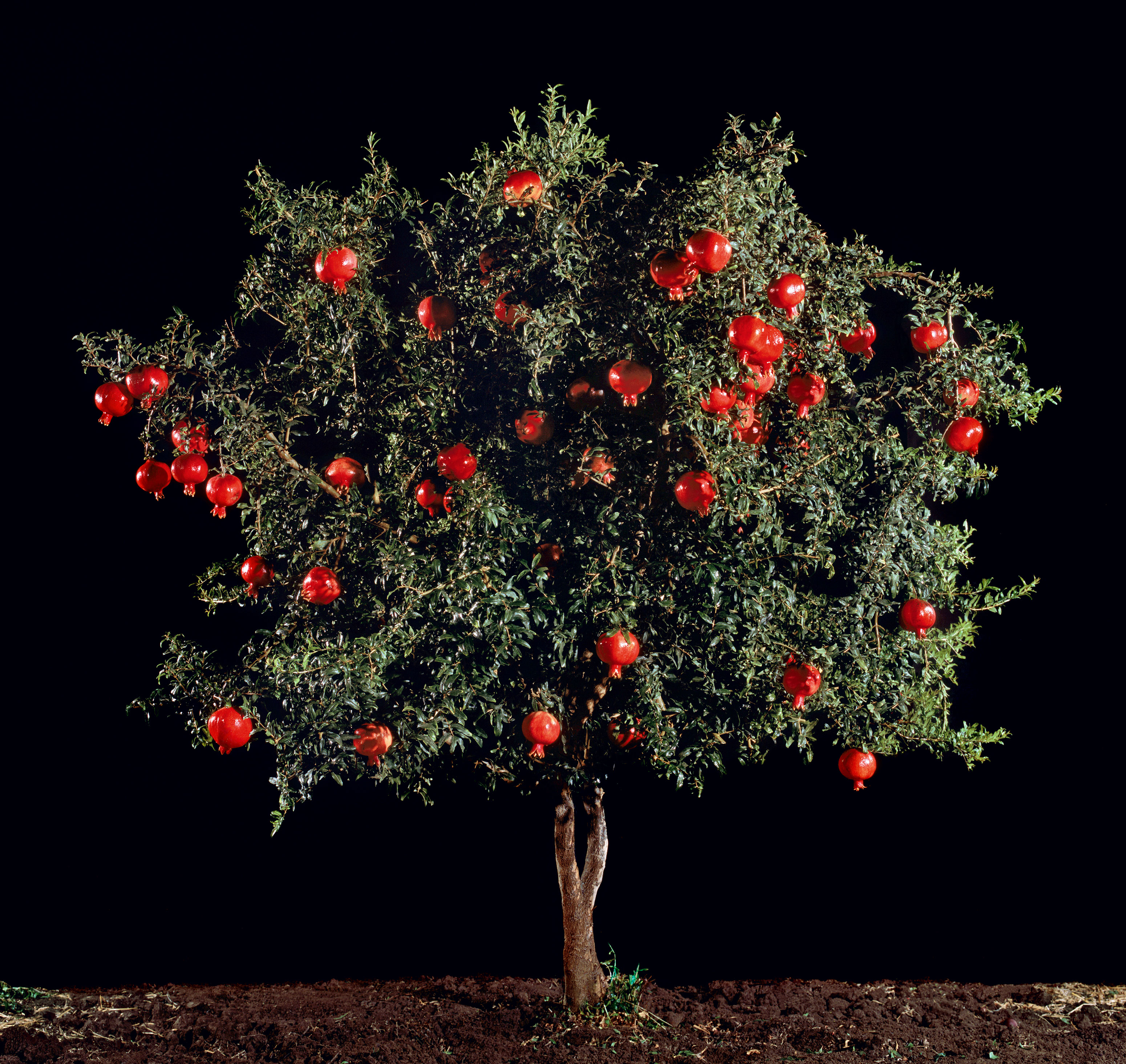 Pomegranate_0.jpg