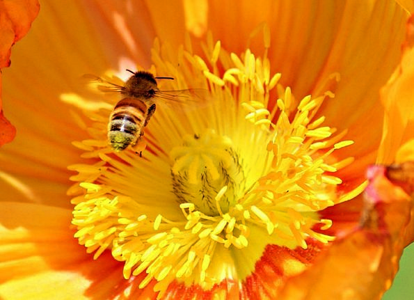 Poppy-Flower-Orange-Bee-Insect-Free-Image-Flower-V-4719.jpg