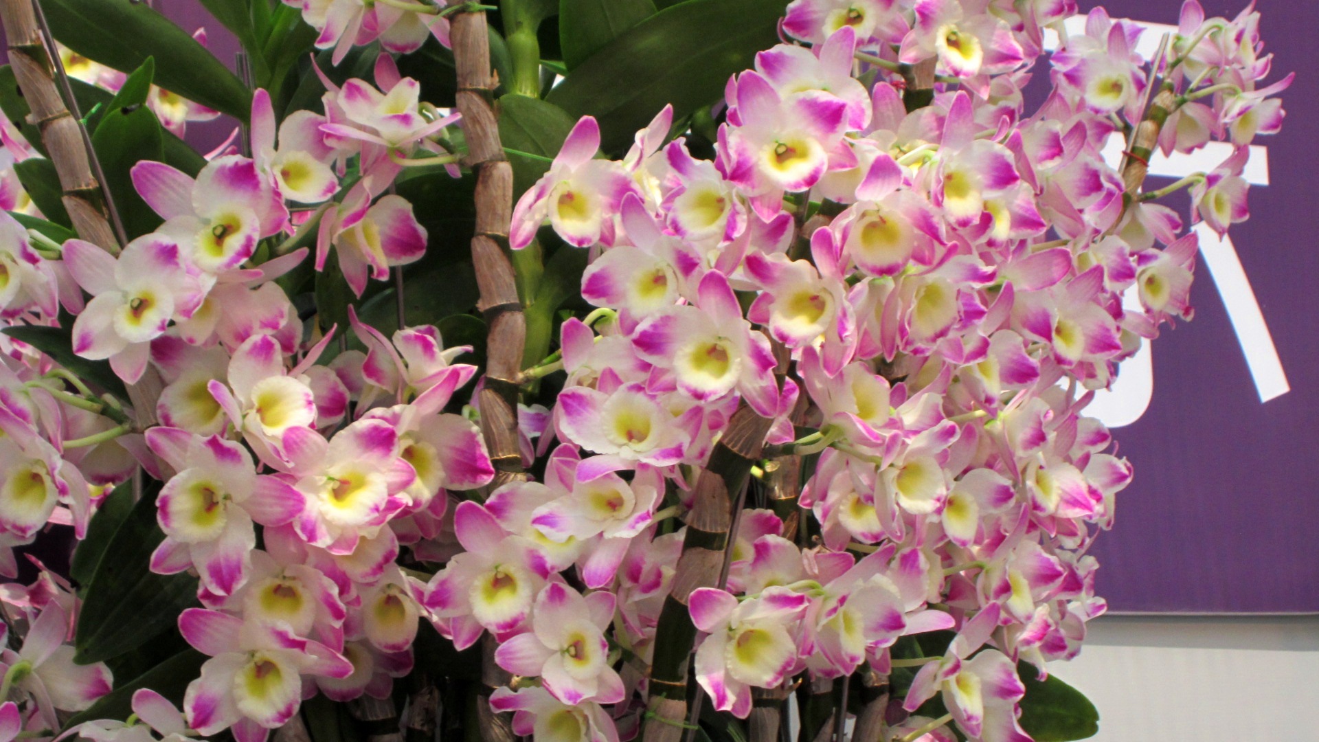 pretty-orchids-326124.jpg