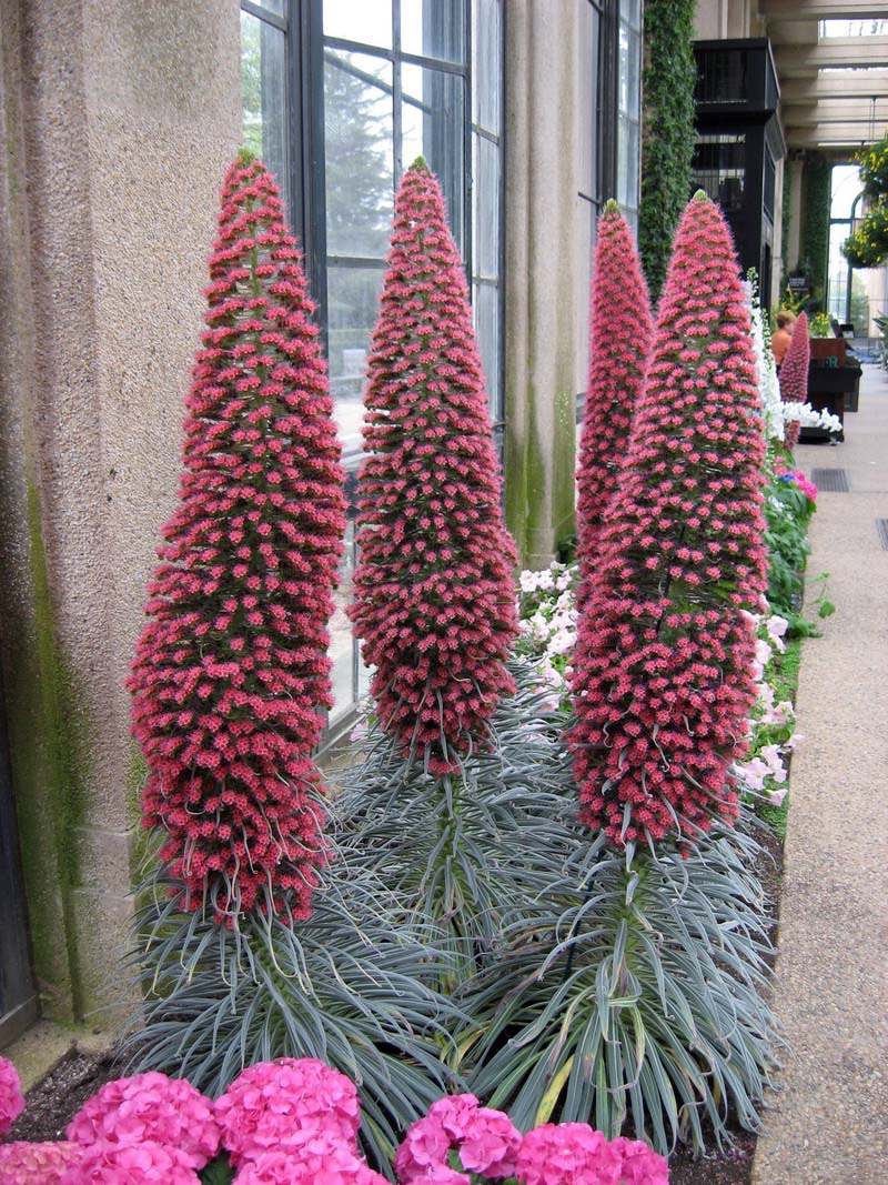 pride-of-madeira-echium-sortido-sementes-flor-pra-mudas-7863-MLB5282312896_102013-F.jpg