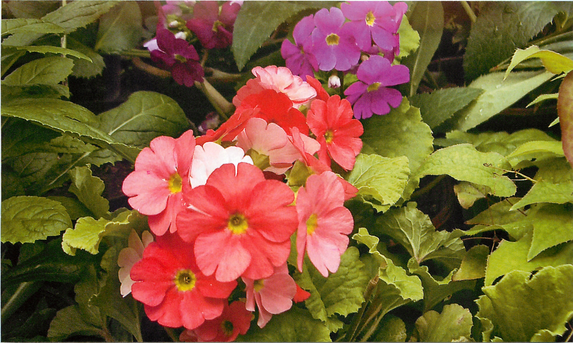 Primula-obratnokonicheskaya.jpg