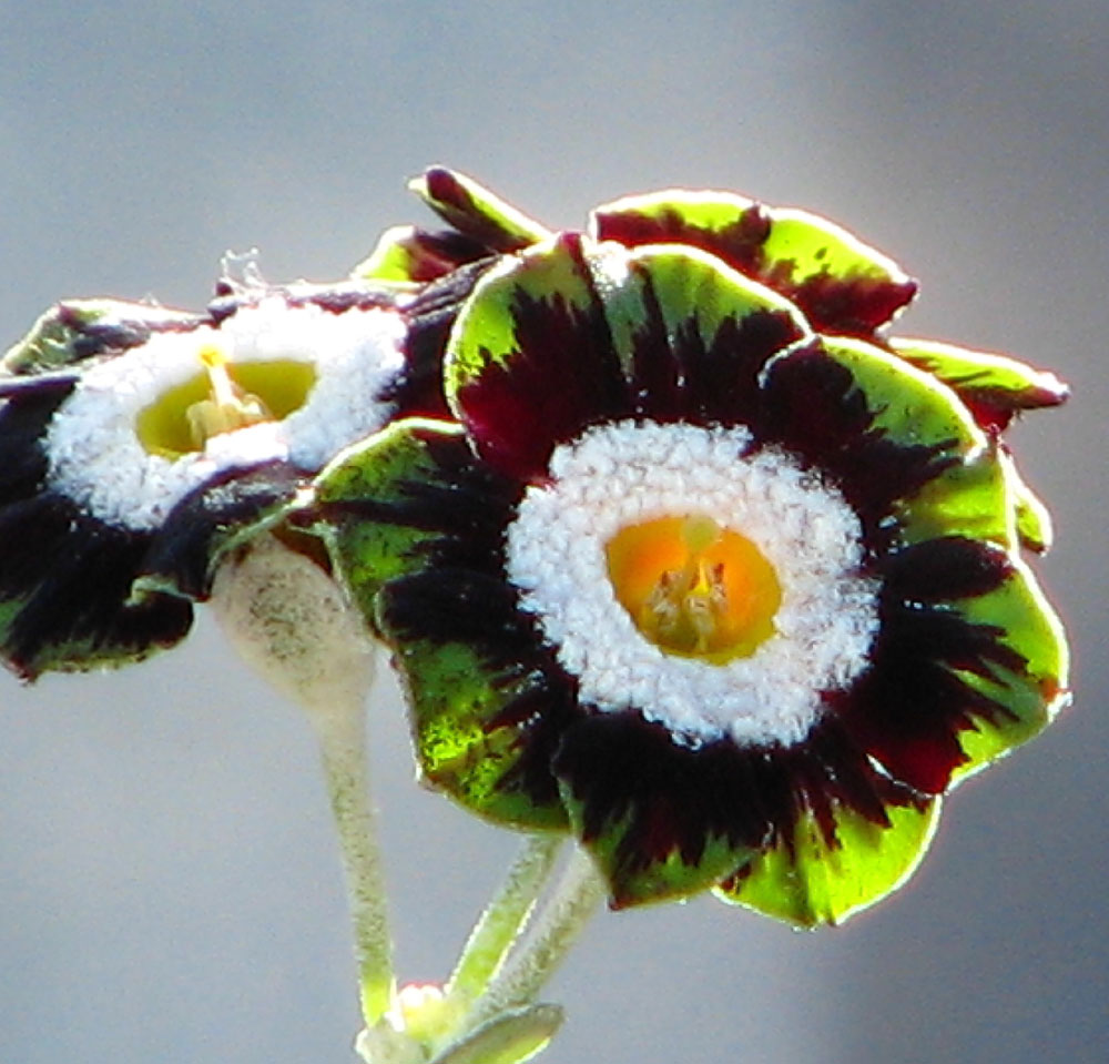 primula-rays-green-edge1_1.jpg