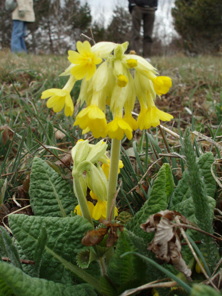 primula2.jpg