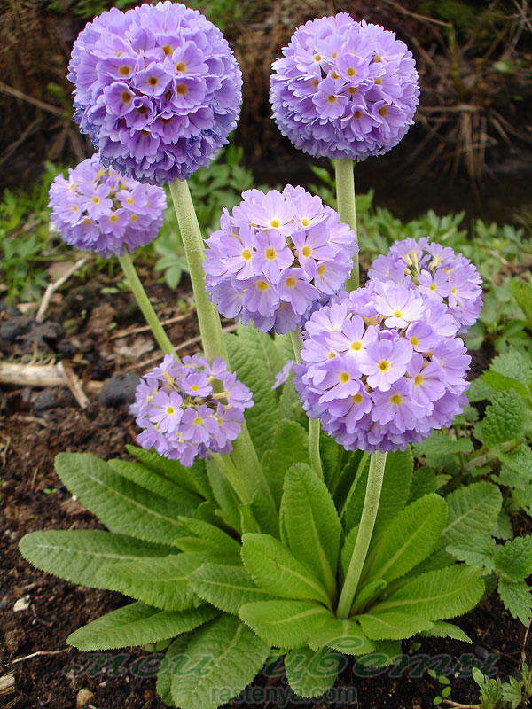 primula_denticulata-1.jpg