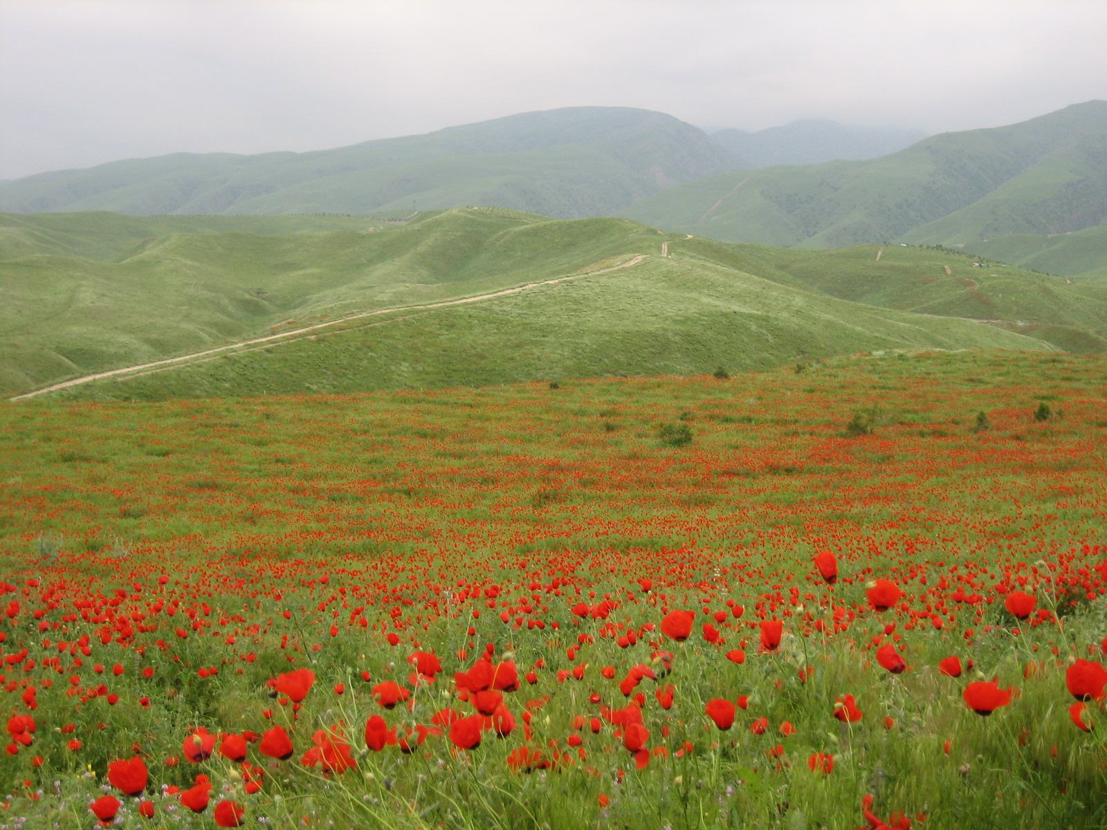 Priroda-Turkmenistan-8.jpg