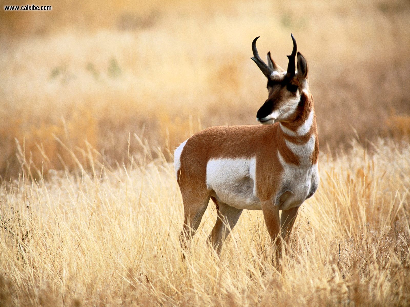 Pronghorn_Antelope_Yellowstone_National_Park_Wyoming.jpg