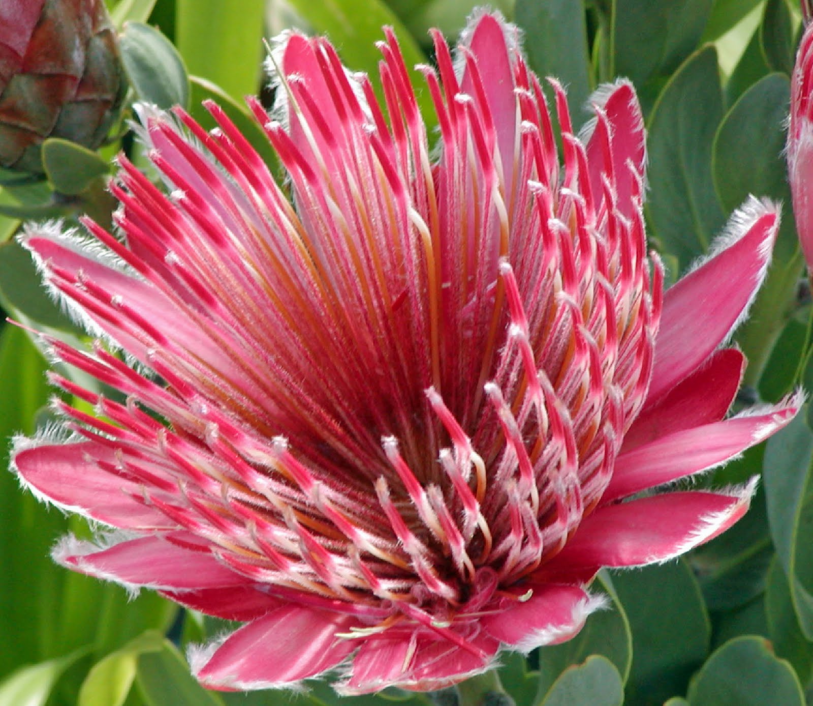 Protea Ivy-crop.jpg