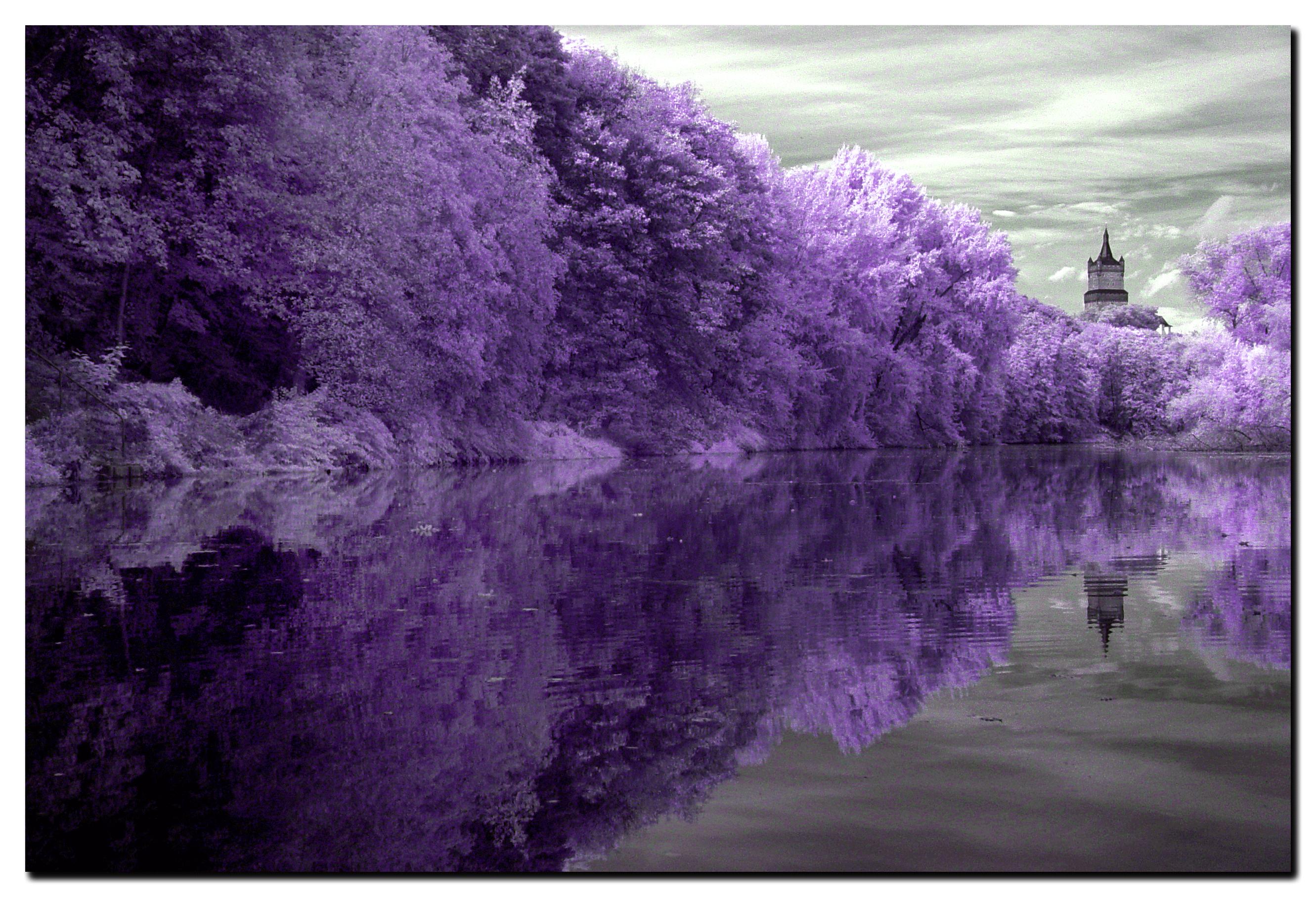 purple-tree-line.jpg