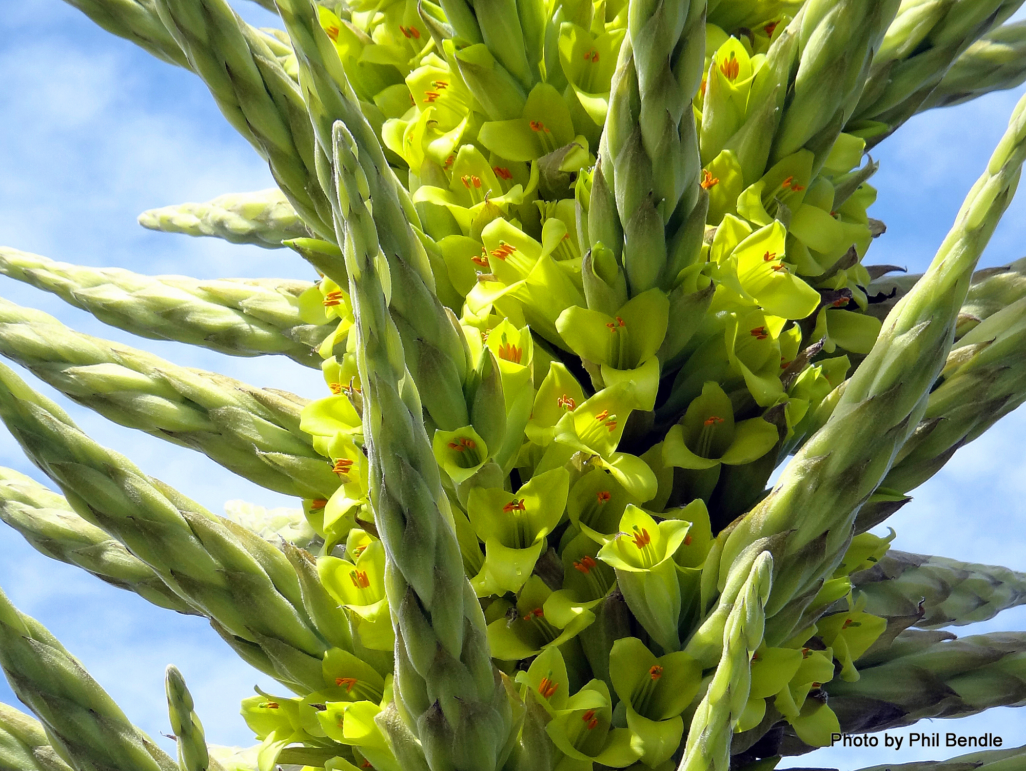 Puya_chilensis-003.JPG