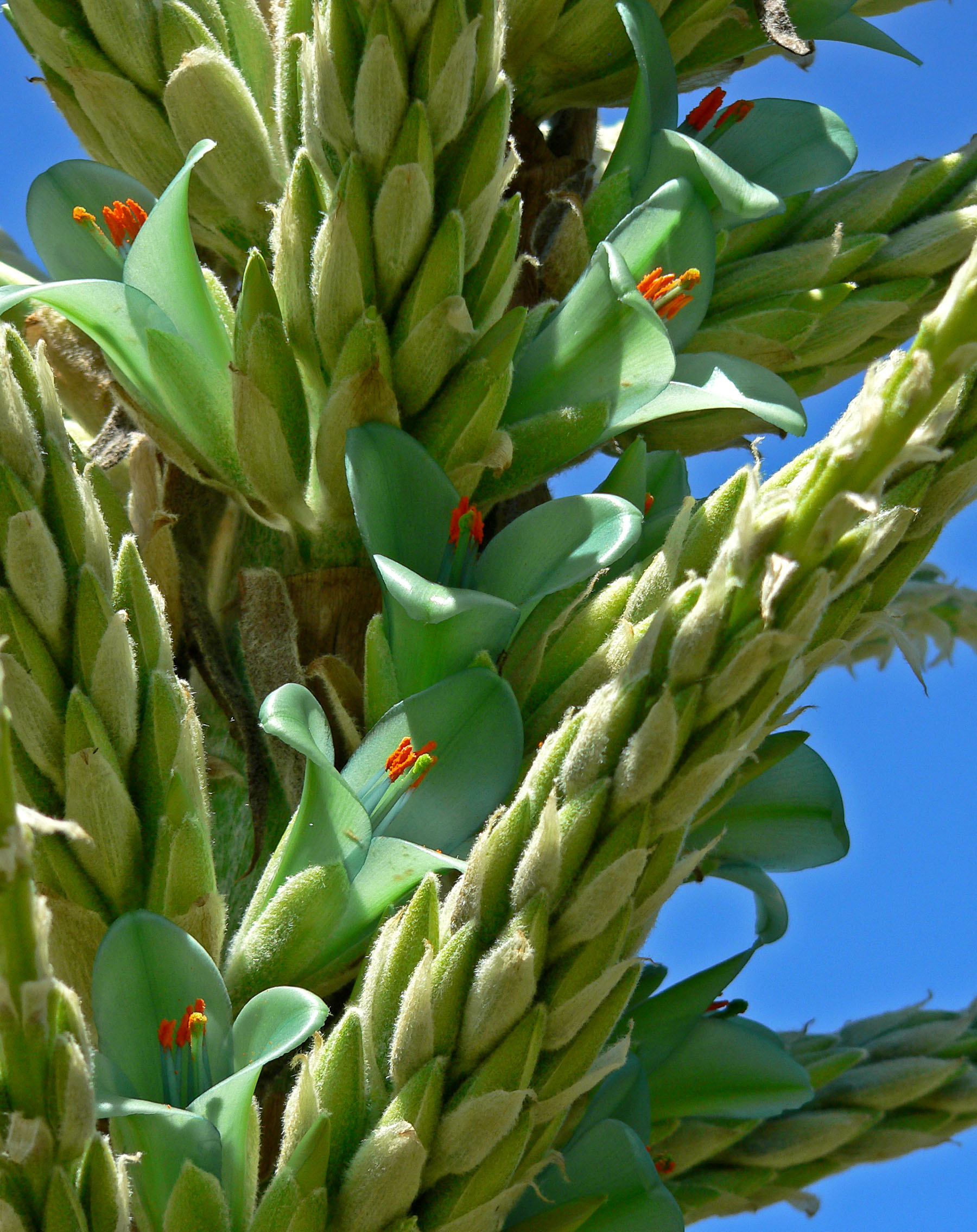 Puya_chilensis_6.jpg