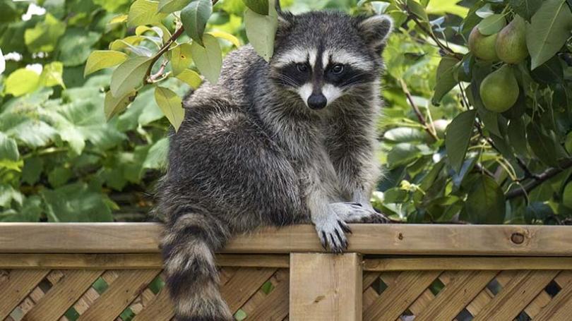 raccoon+800.jpg