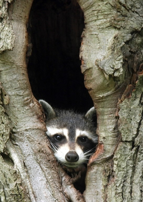 raccoon-in-treejpg-de8954407b096b0a.jpg