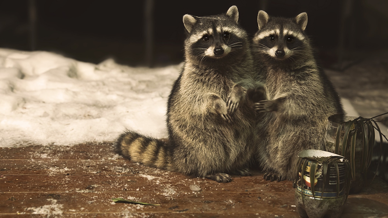 Raccoons_Two_Cute_520874_1600x900.jpg