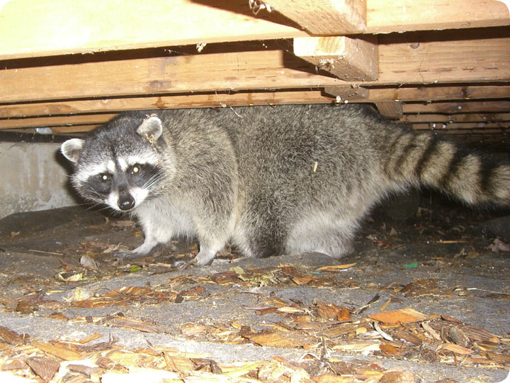 raccoonunderhouse.jpg