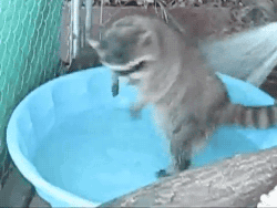 Racoon-Getting-Washed.gif