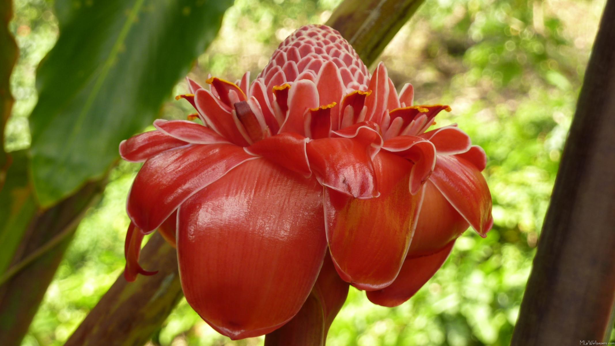 Red-Torch-Ginger-1031.jpg