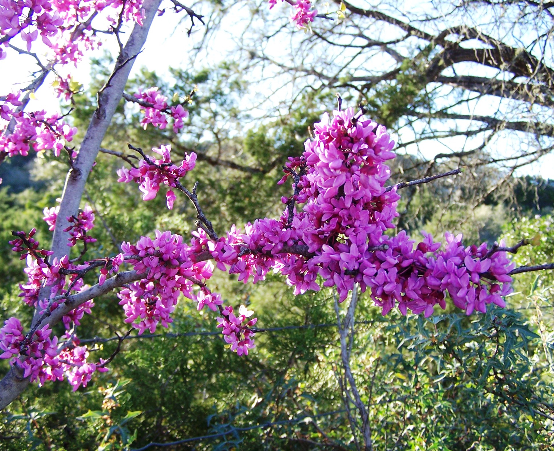 Redbud Tree 5b.jpg