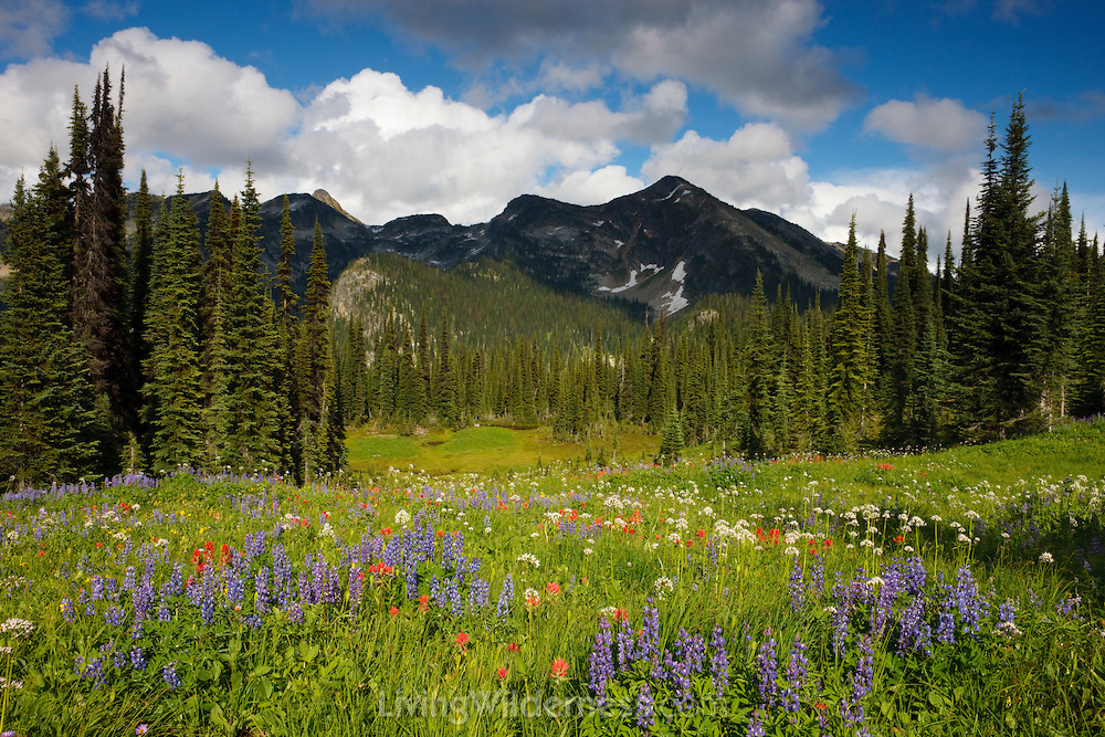 RevelstokeWildflowersMeadow.jpg