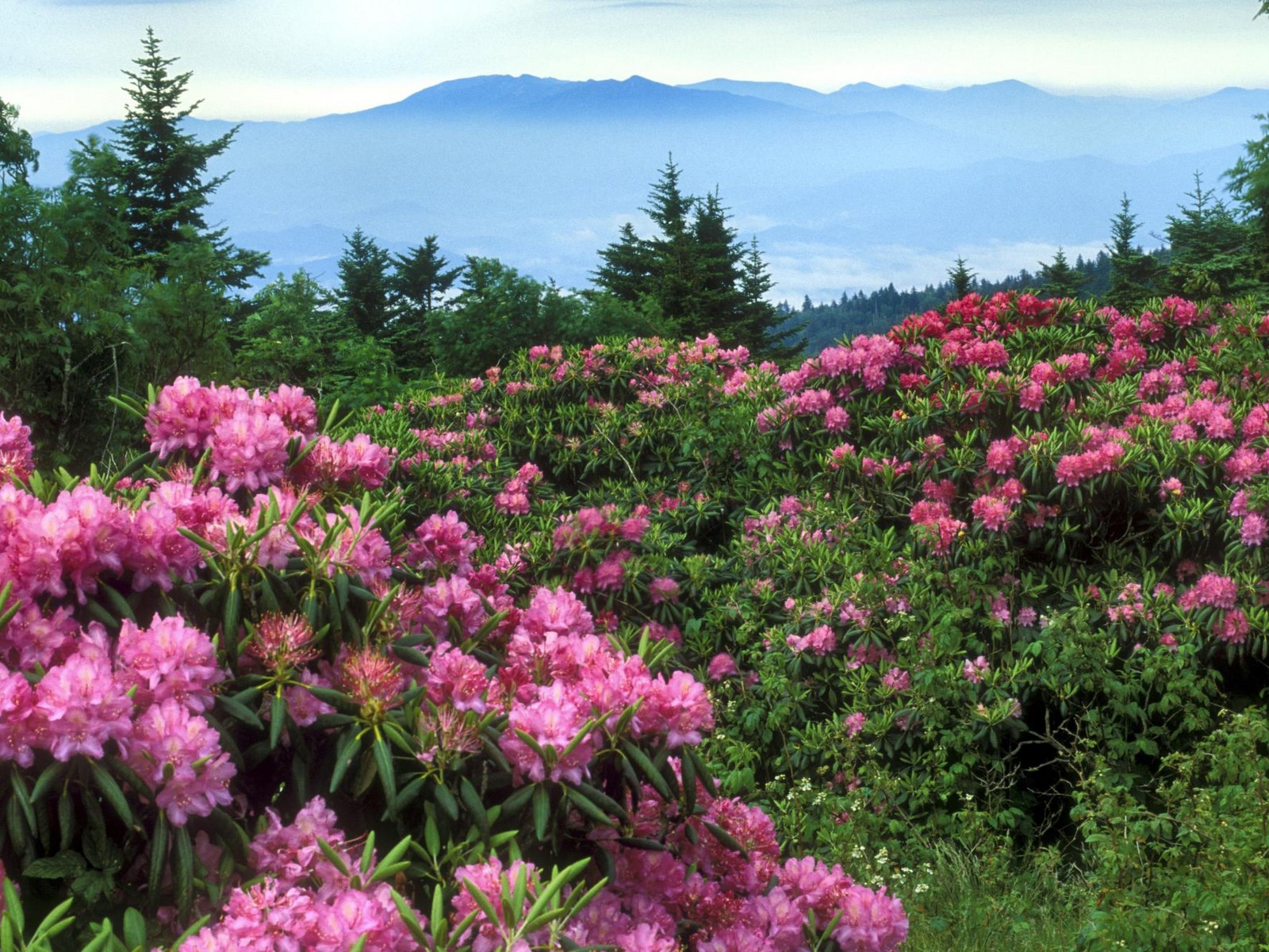 Rhododendrons, Roan Mountain, North Carolina.jpg