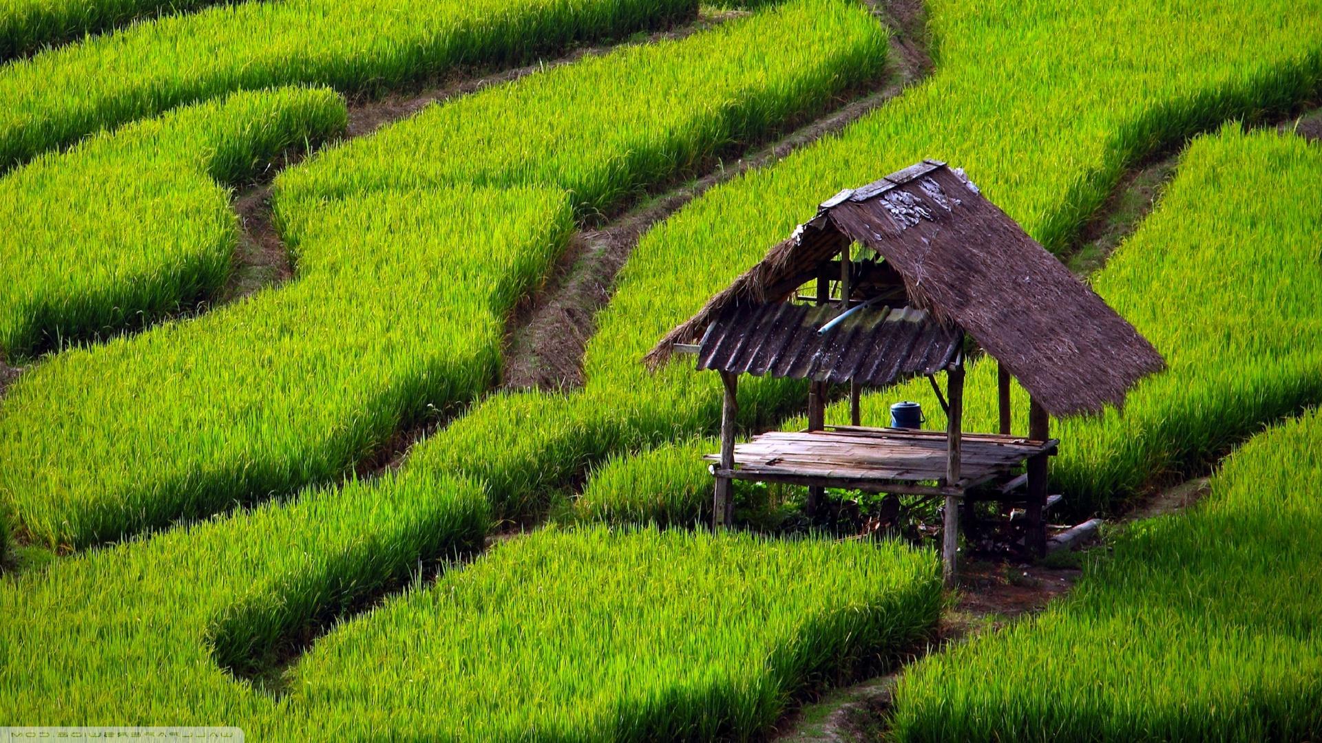 rice_field_landscape_green_japan_nature_hd-wallpaper-1445824.jpg