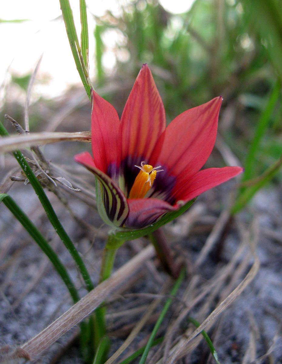 Romulea hirsuta.jpg