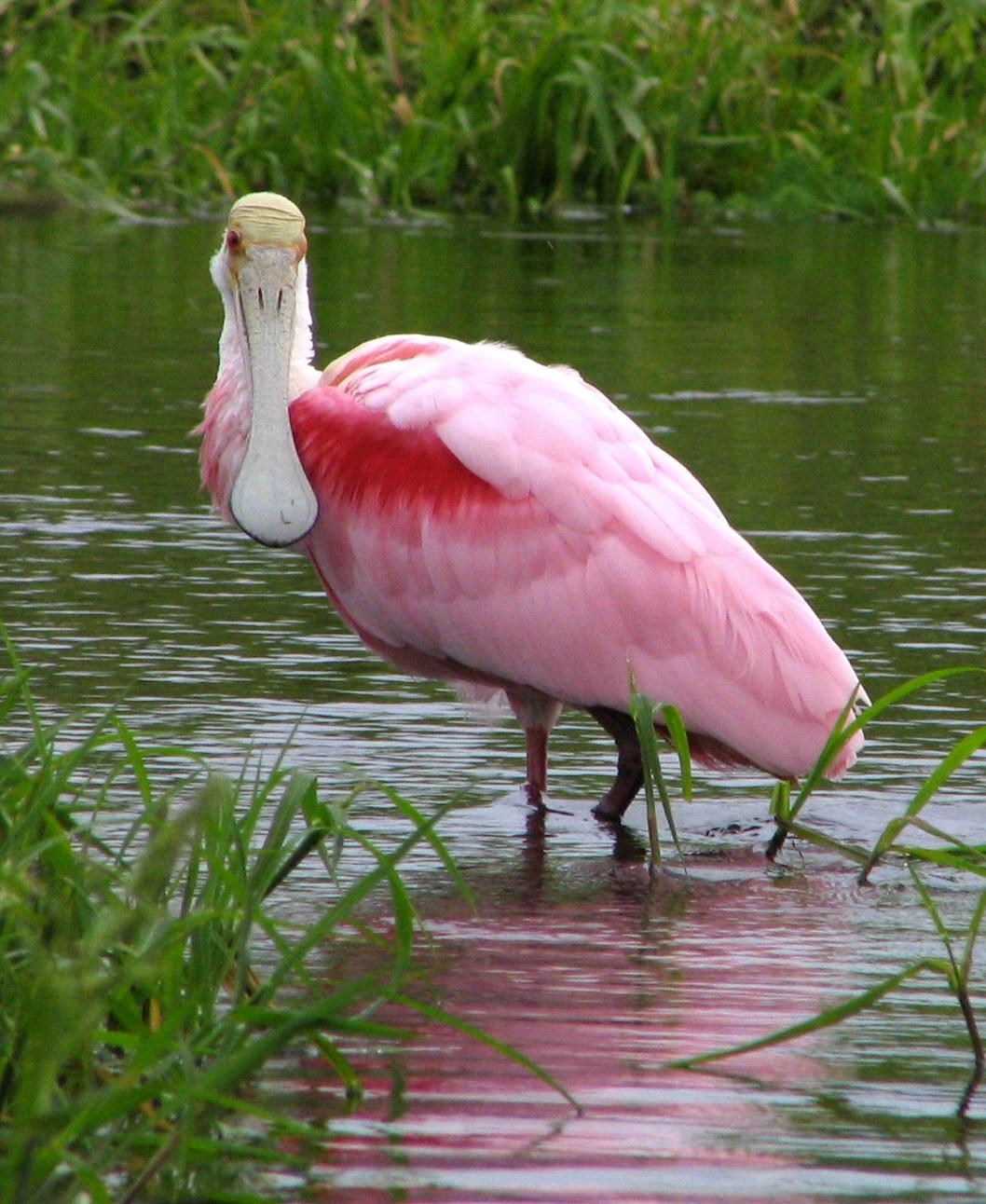 roseate_spoonbill_-_myakka_river_state_park1362453626724.jpg